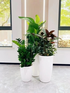 宁波江北盆景租赁