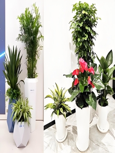 探秘宁波江北植物租摆价格，你意想不到的实惠！